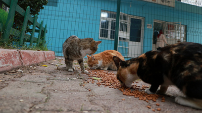 Canilik! Zehirlenen 25 kediden 17'si öldü