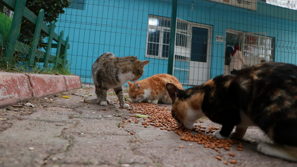 Canilik! Zehirlenen 25 kediden 17'si öldü