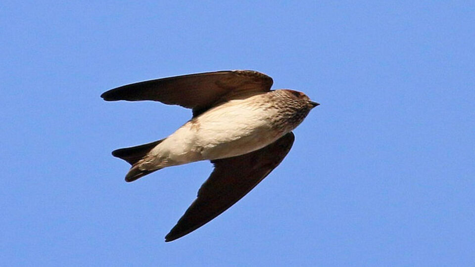 Türkiye'de ilk defa görüldü