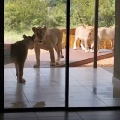 Evlerini kontrol etmeye gitmişlerdi... Korku dolu anlar!