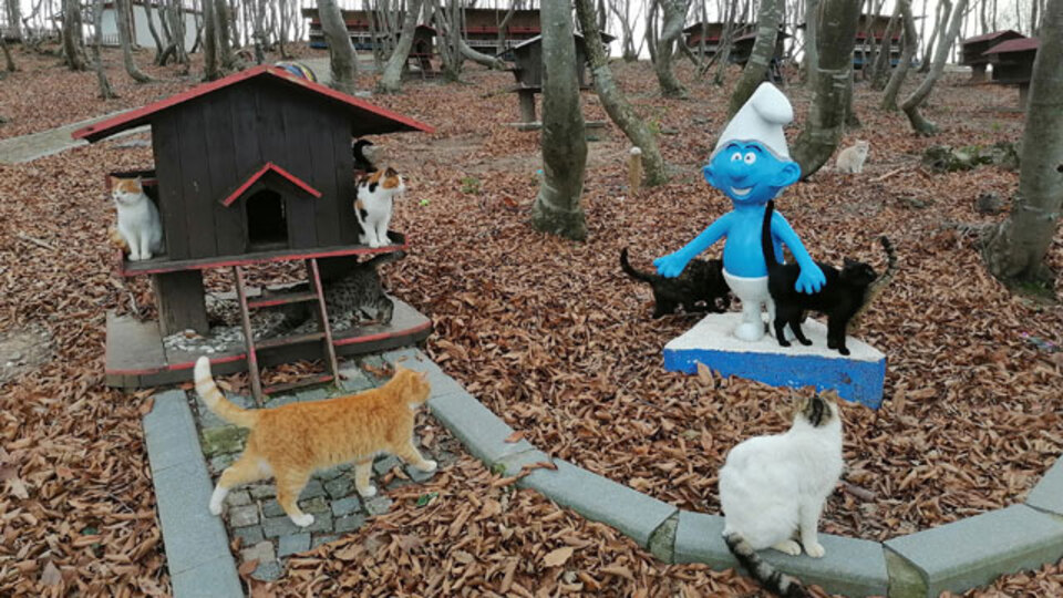 Sokak kedilerine 'Kedi Kasabası'