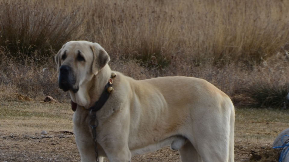 Almak isteyen 6 ay bekliyor! Fiyatı dudak uçuklatıyor