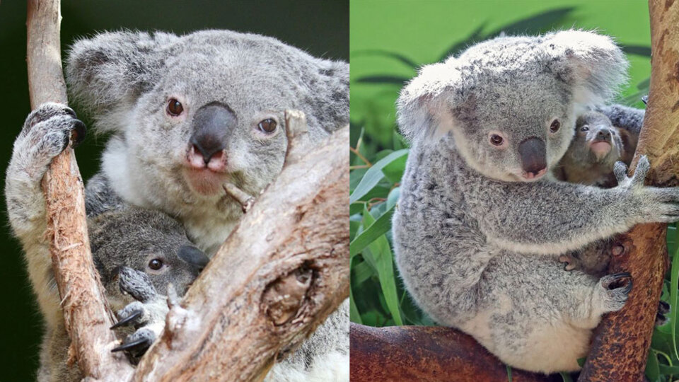 Dünyanın en yaşlı koalası Lottie'den kötü haber