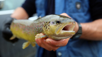 56 milyon dolarlık somon ihracatı