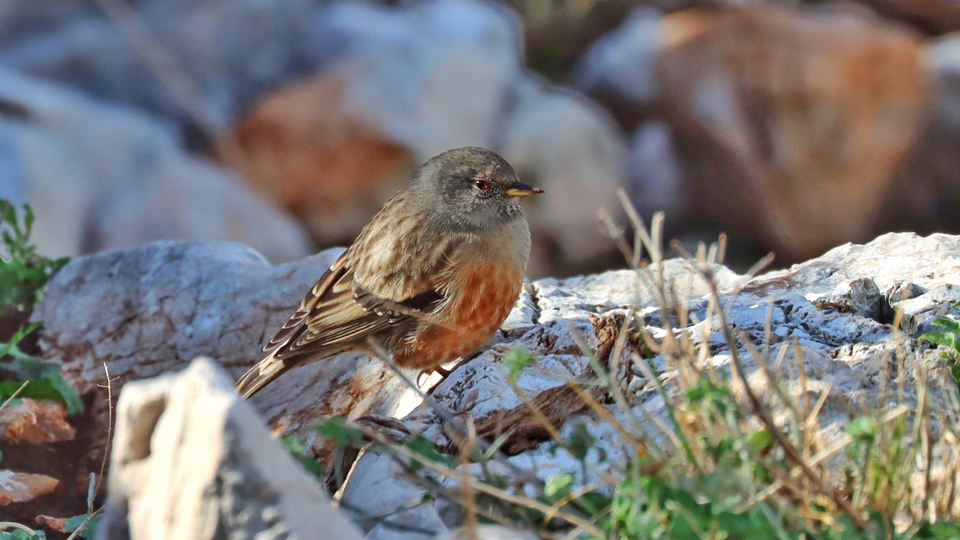 Hatay'ın 374. kuş türü olarak kayıtlara geçti