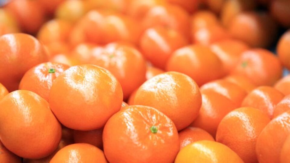Narenciye ihracatını mandalina sırtladı
