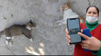 Hayvanseverleri ayağa kaldıran katliam!