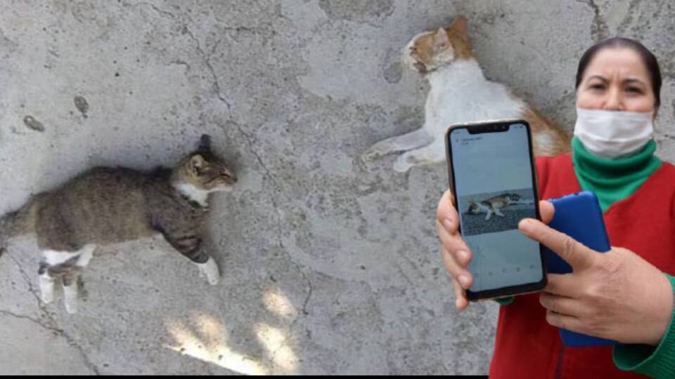 Hayvanseverleri ayağa kaldıran katliam!