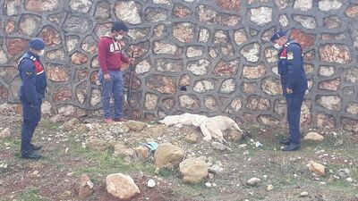 Köpekleri katleden cani yakalandı