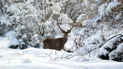 En büyük türlerden biri! Karla kaplı ormanda görüntülendi