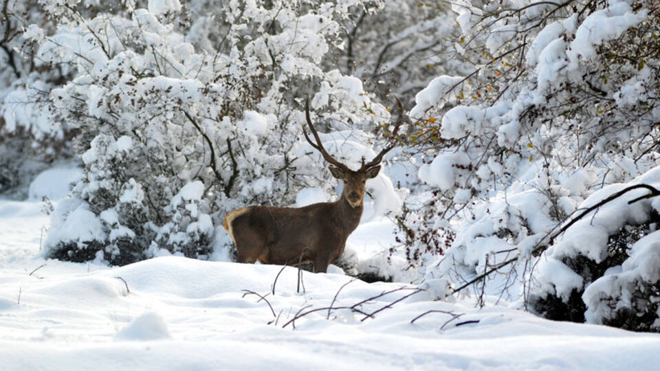 En büyük türlerden biri! Karla kaplı ormanda görüntülendi