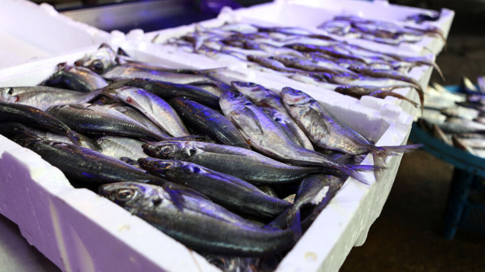 'Hamsi avı yasağı sezon sonuna kadar uzatılsın' çağrısı