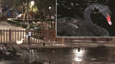 Ankara'da kuğular bile buz tuttu: -17!