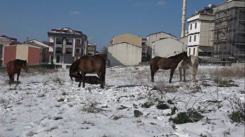 Sokağa terk edilen atlar yürek burktu