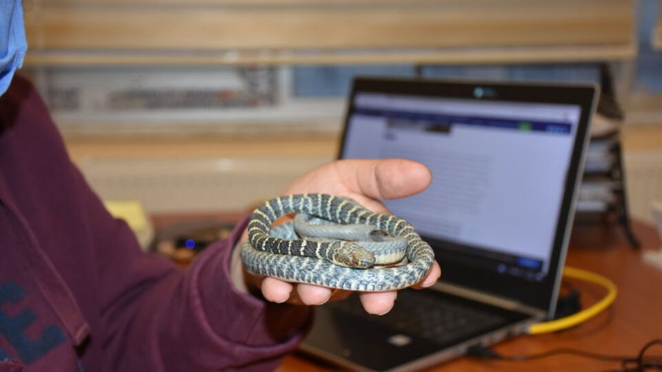 Yeni bir yılan türü keşfedildi... Zehirsiz ama 'yarışçı'
