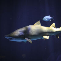 Kireçtaşının içinde bulundu... 150 milyon yıllık!