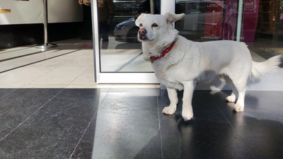 5 gündür hastane kapısında sahibini bekliyor