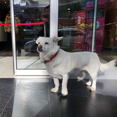 5 gündür hastane kapısında sahibini bekliyor