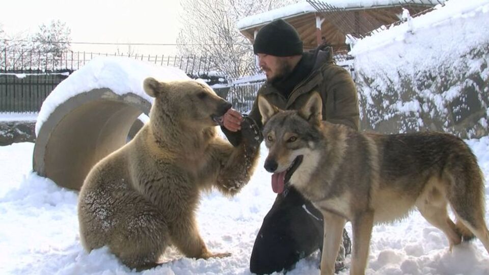 Bozayı ve kurdun kar eğlencesi