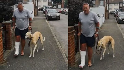 Topallayan köpek fenomen oldu