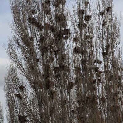 'Kuşlar' filmi gibi! Mahalleliyi korkutan istila