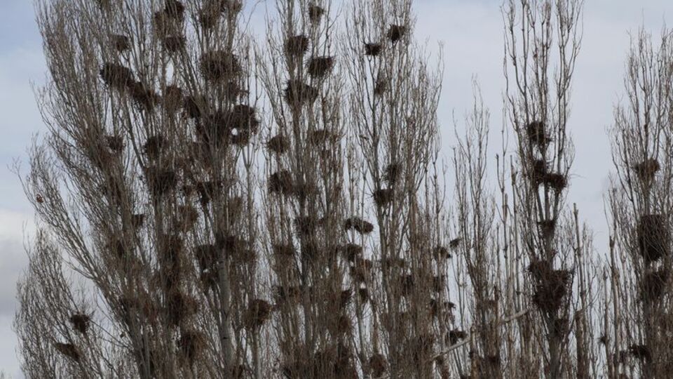 'Kuşlar' filmi gibi! Mahalleliyi korkutan istila