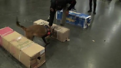 Gül kolilerinden kokain çıktı!