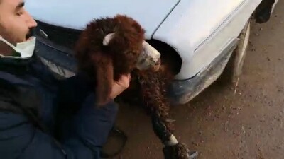 Sınır kapısında şaşkına çeviren olay!