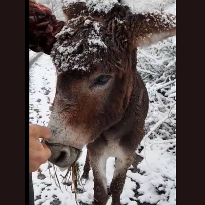 Eşeğin ağzını bağlayıp ölüme terk ettiler!