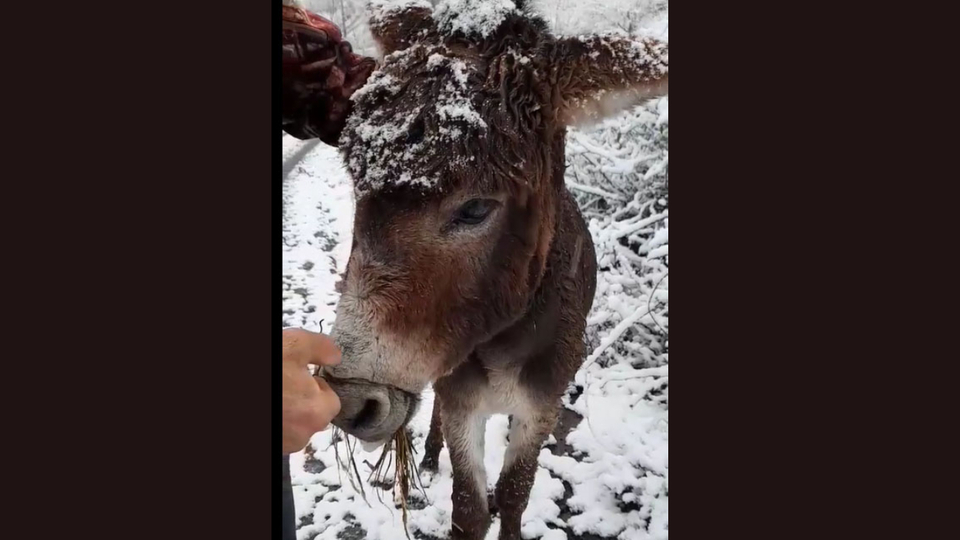 Eşeğin ağzını bağlayıp ölüme terk ettiler!