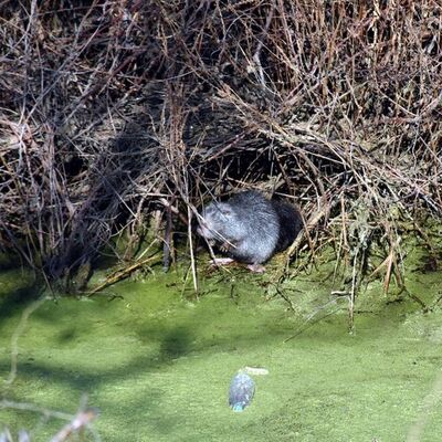 Fareyi andırıyor... Bulgaristan'daki taşkınla Edirne'ye geldiler