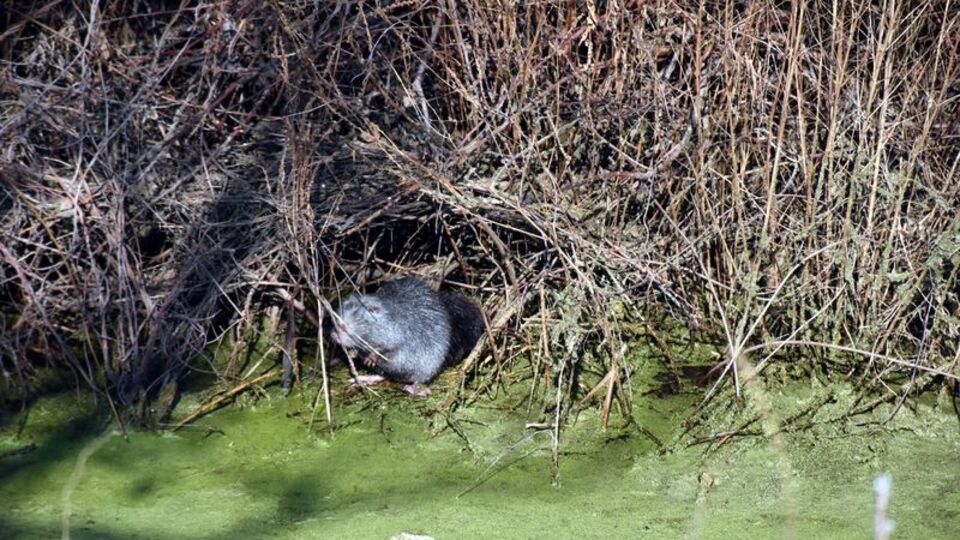 Fareyi andırıyor... Bulgaristan'daki taşkınla Edirne'ye geldiler