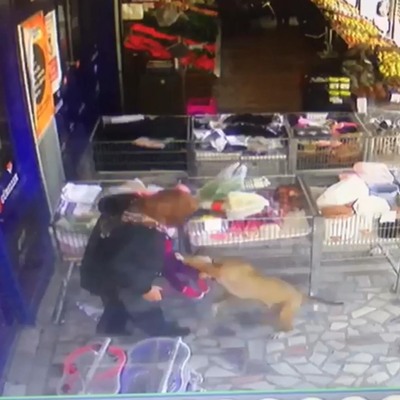 Başıboş gezen pitbull minik çocuğa saldırdı!