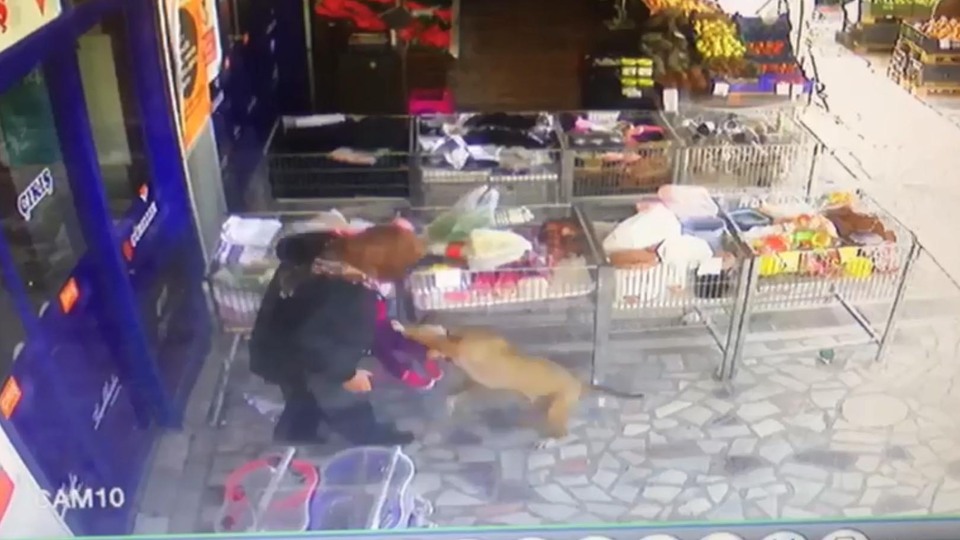 Başıboş gezen pitbull minik çocuğa saldırdı!