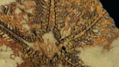 Daha eskisi bulunmadı... 480 milyon yıllık!