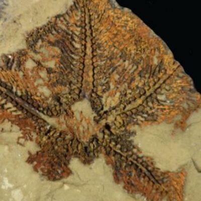 Daha eskisi bulunmadı... 480 milyon yıllık!