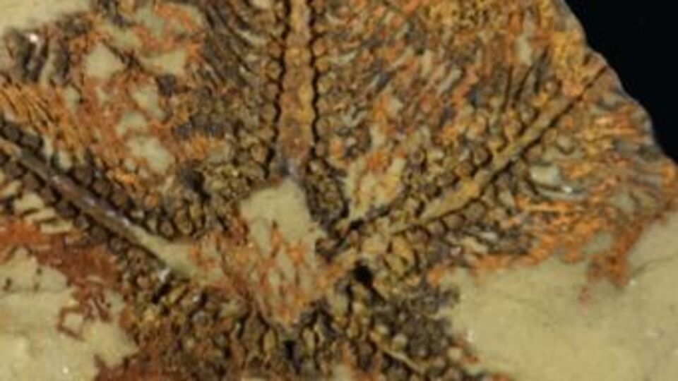 Daha eskisi bulunmadı... 480 milyon yıllık!