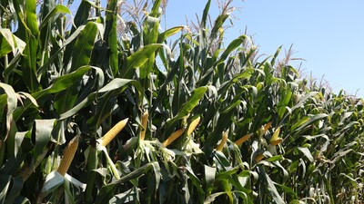 Yemde genetiği değiştirilmiş ürünlere onay