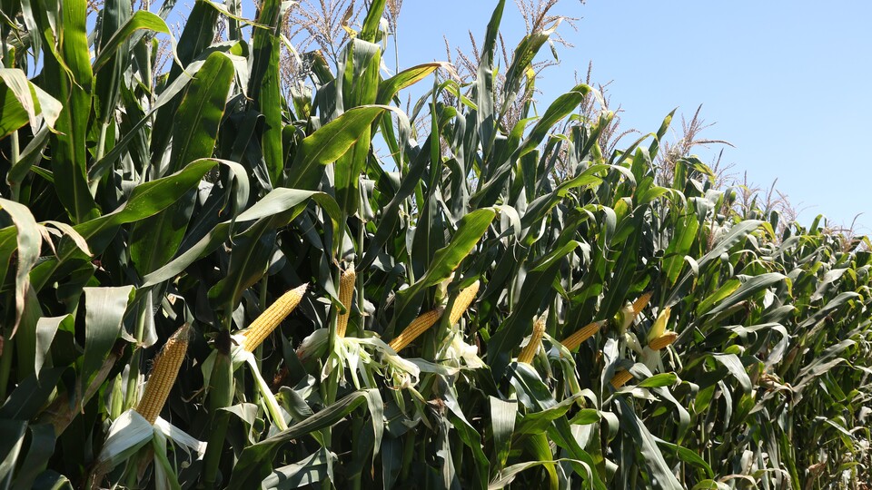 Yemde genetiği değiştirilmiş ürünlere onay