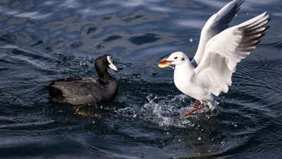 İstanbul'un 'kış misafiri' Boğaz'da görüldü