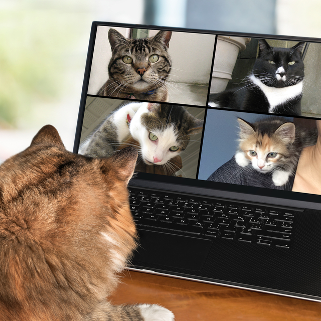 Kedi olmak