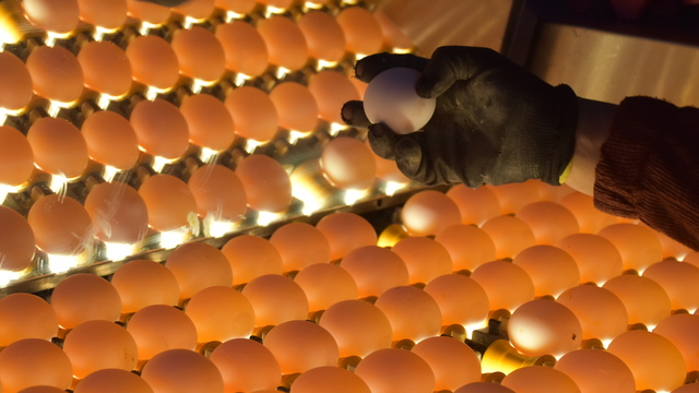 Yumurta ihracatı 2020'de azaldı