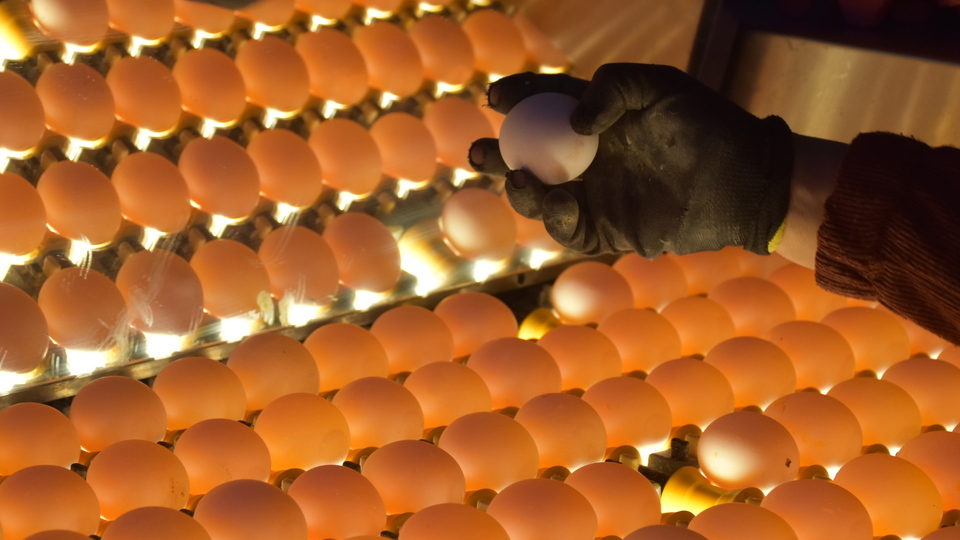 Yumurta ihracatı 2020'de azaldı