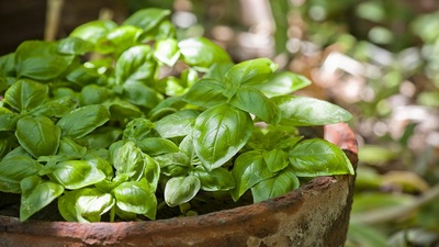 Fesleğenin faydaları nelerdir?