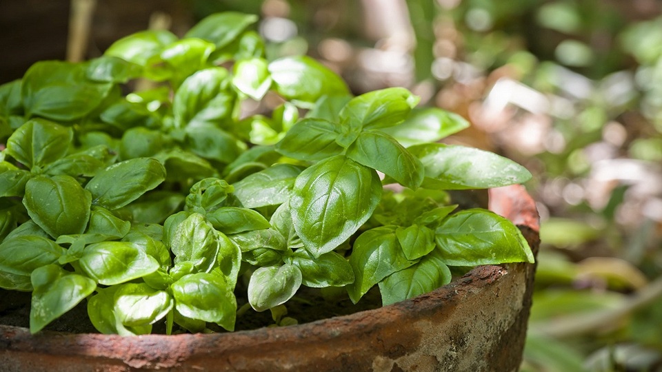 Fesleğenin faydaları nelerdir?