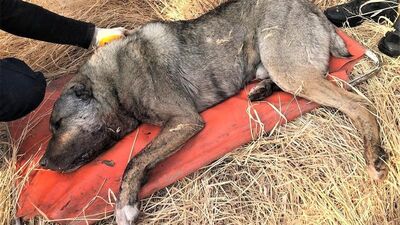 Kan donduran vicdansızlık! Ağzından vurmuşlar