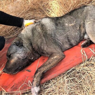 Kan donduran vicdansızlık! Ağzından vurmuşlar