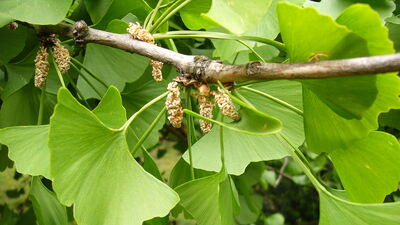 Yaşayan fosil ginkgo bilobanın faydaları duyanları şaşırtıyor!
