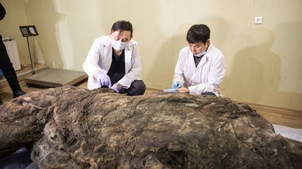 40 bin yıldır korunuyordu... Buzullar çözülünce keşfedildi