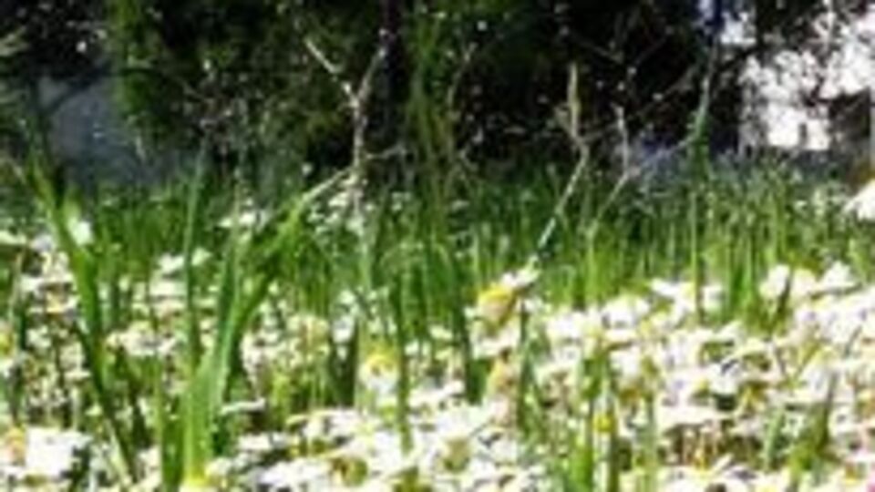 2021 İlk cemre ne zaman düşecek?